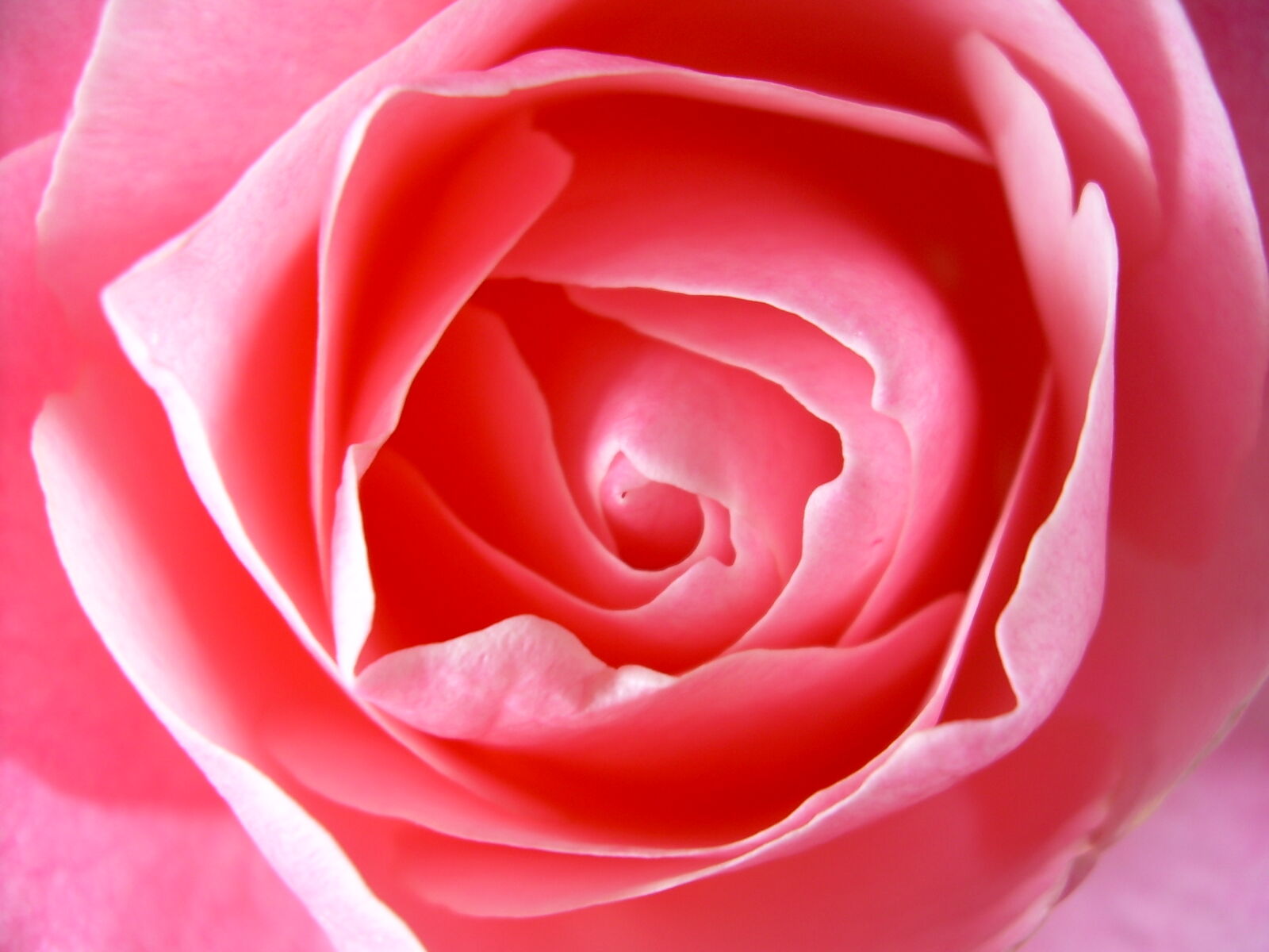 Nikon COOLPIX L4 sample photo. Pink, rose, rose, roses photography