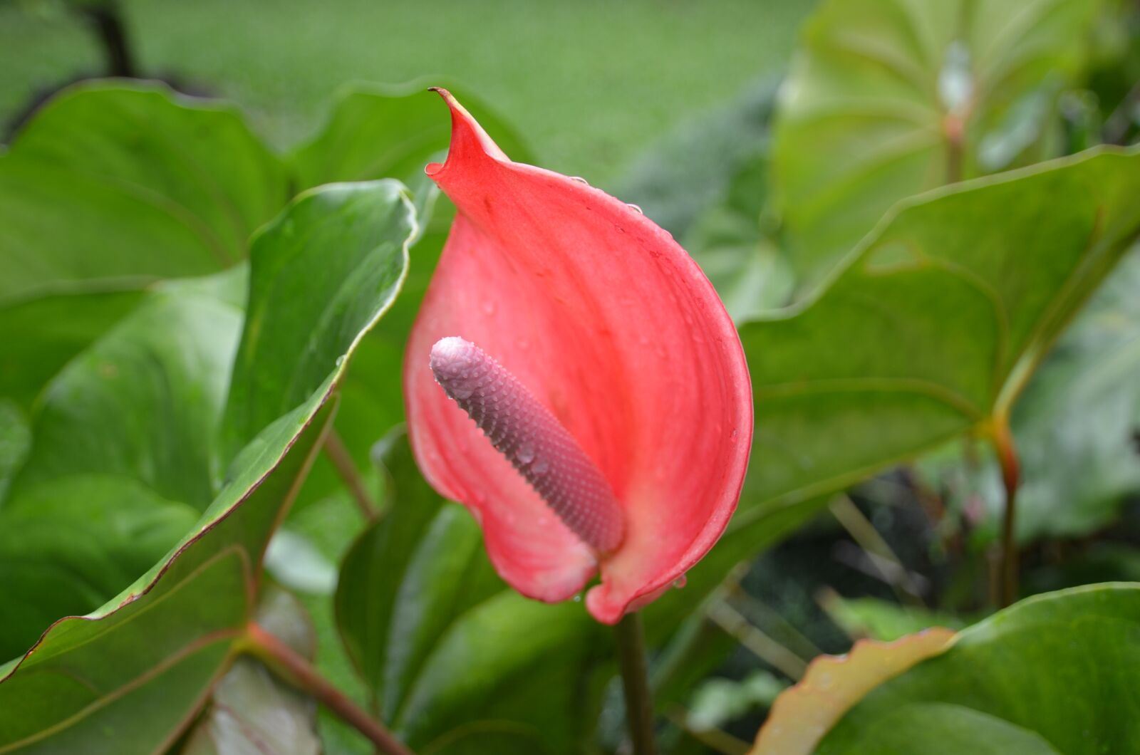 Nikon D7000 sample photo. Flower, red, plant photography