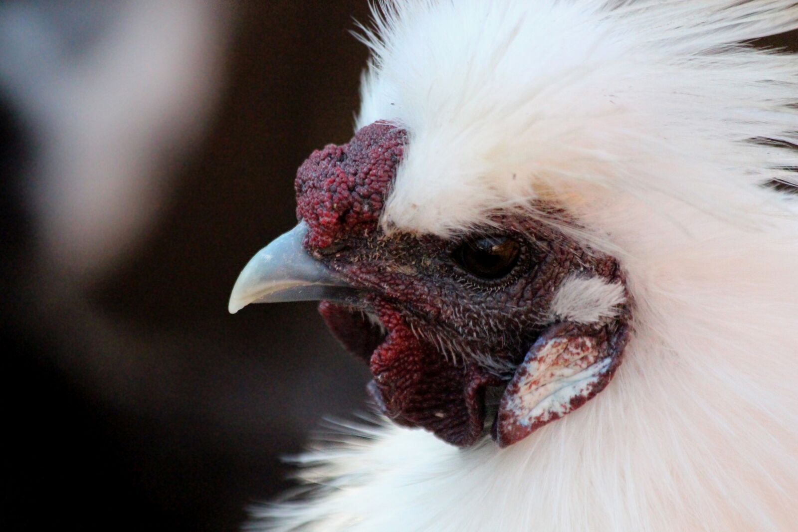 Canon EOS 650D (EOS Rebel T4i / EOS Kiss X6i) sample photo. Chicken, chinese chicken, silk photography