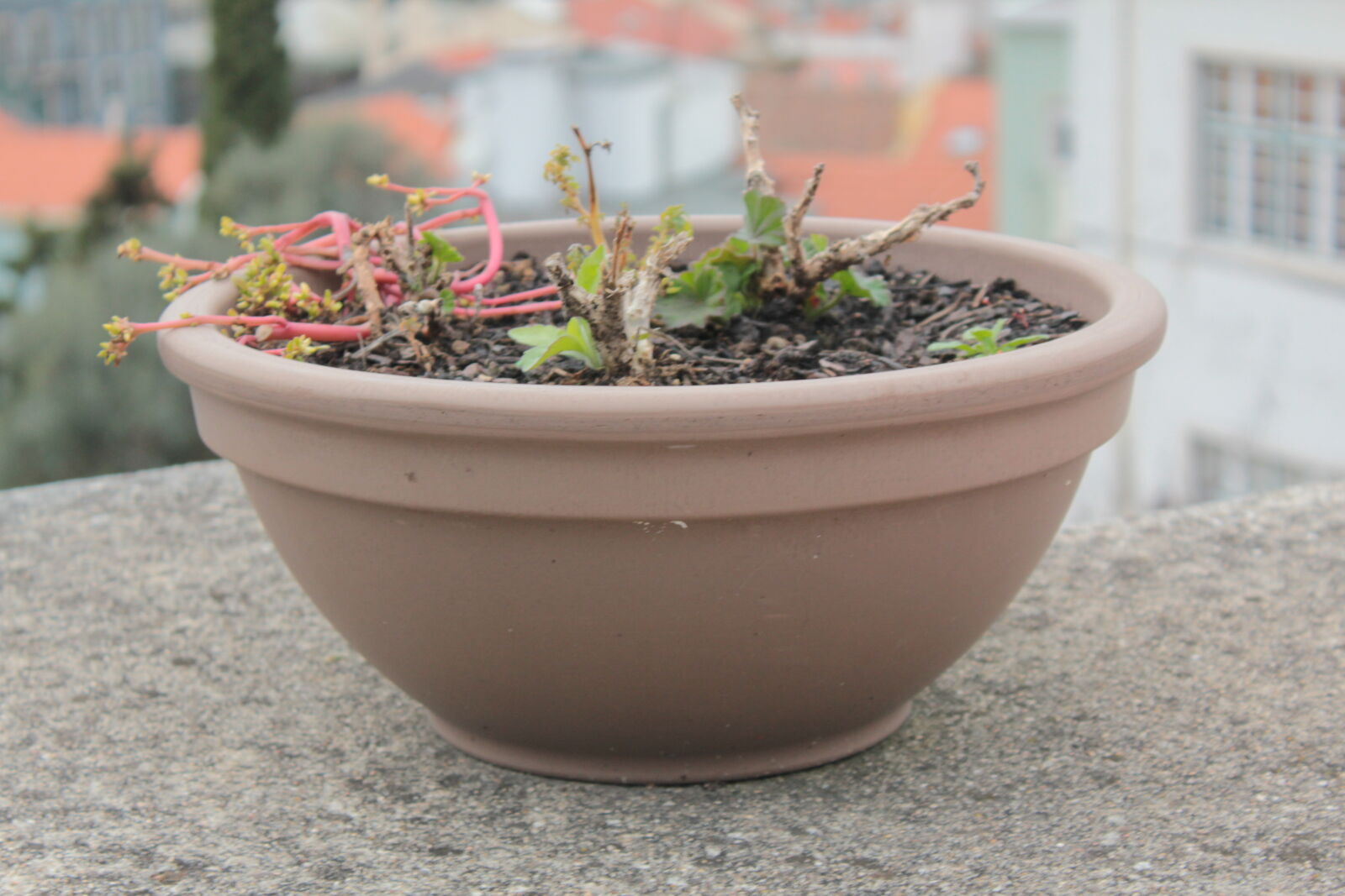 Canon EOS 550D (EOS Rebel T2i / EOS Kiss X4) sample photo. Balcony, bowl, plants photography
