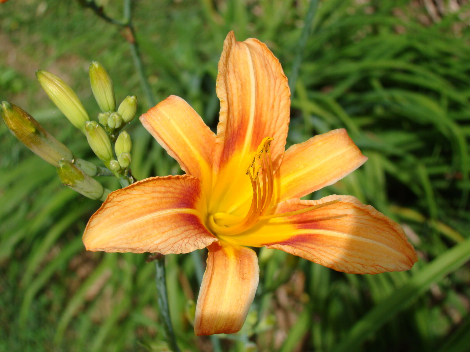 Sony Cyber-shot DSC-H50 sample photo. Flower photography