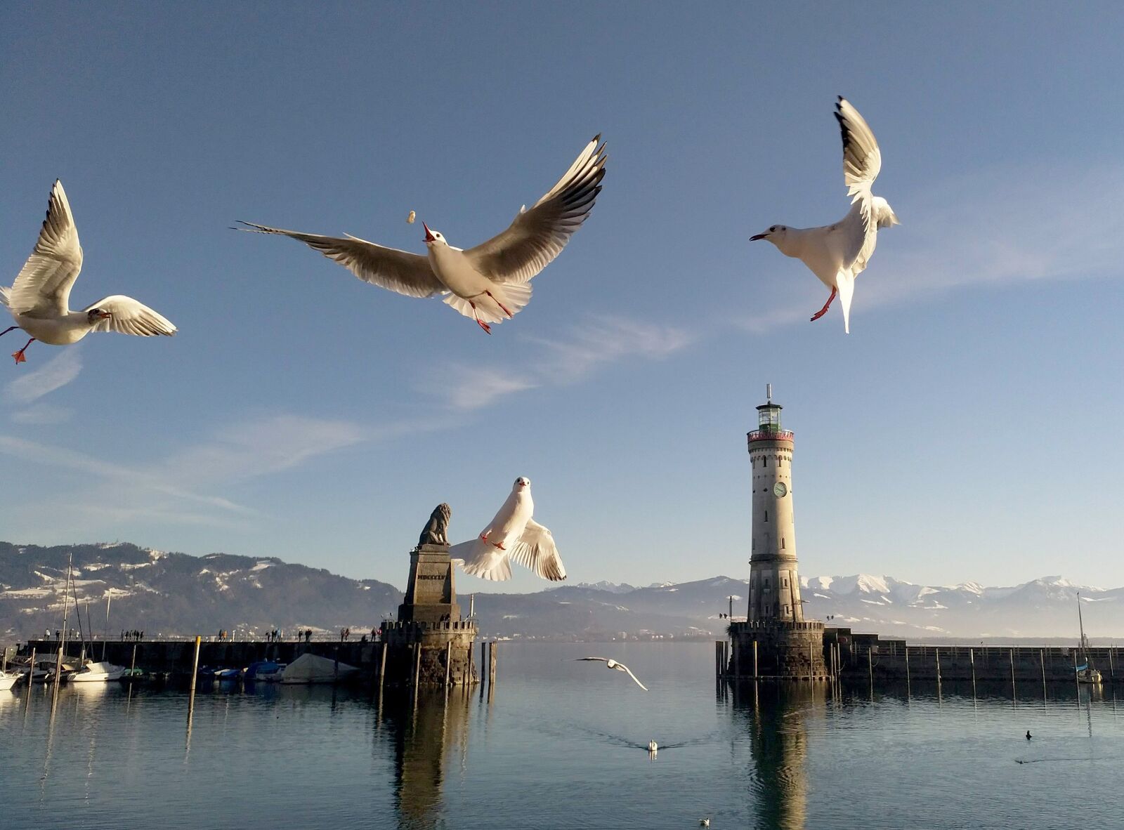 HMD Global Nokia 8 sample photo. Gulls, lindau, lake constance photography