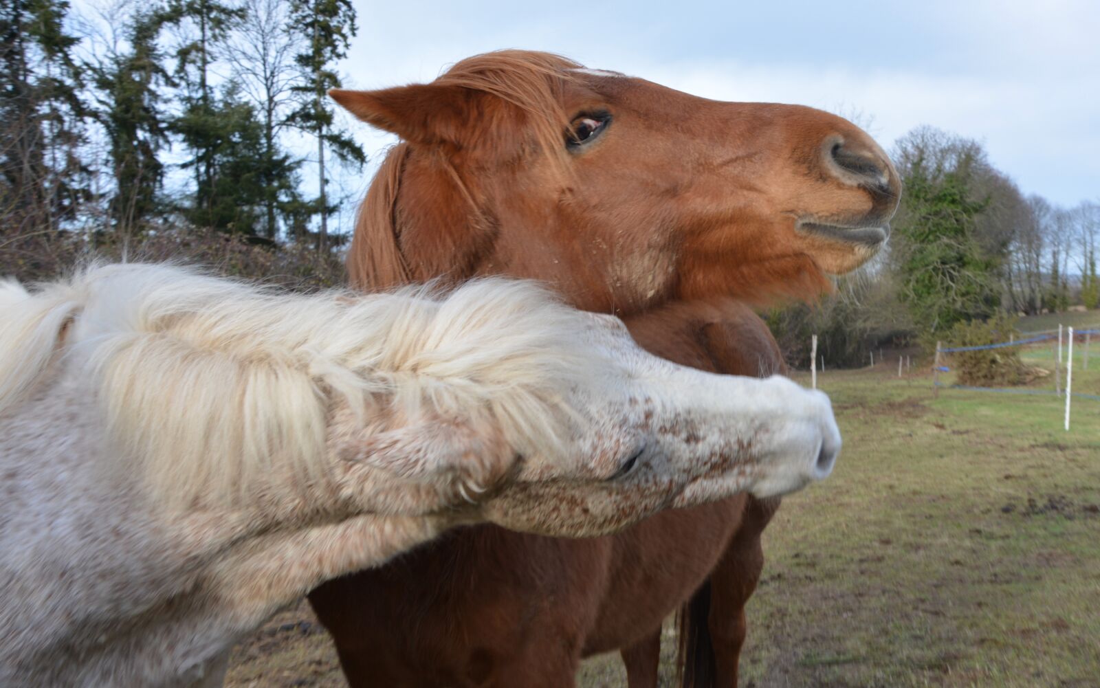 Nikon D5200 sample photo. Horses play, heads horses photography