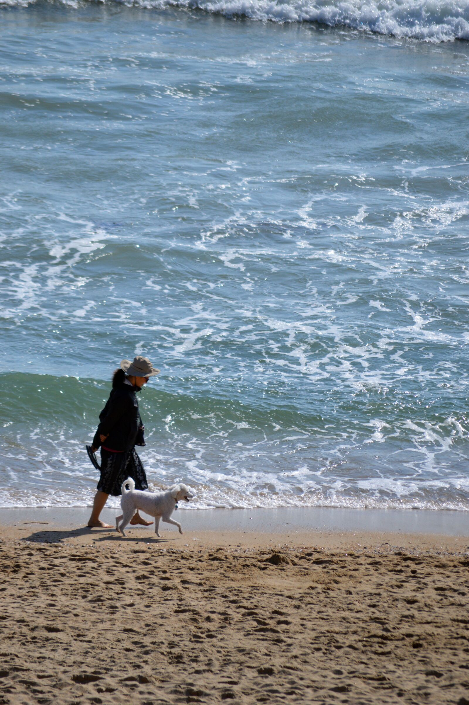 Nikon D3200 sample photo. Beach, dog, walking photography