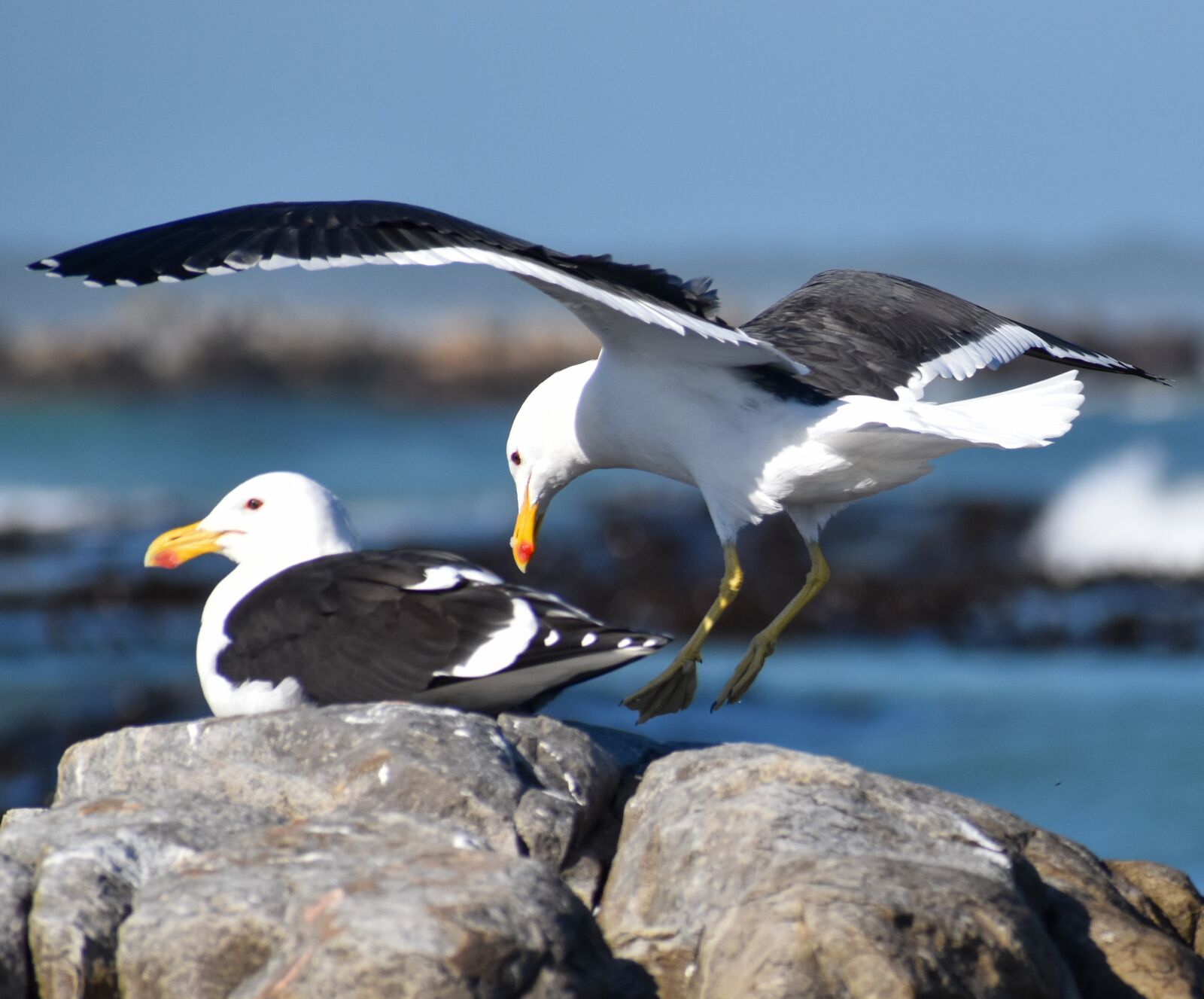 Nikon D5500 sample photo. Sea, bird, seagull photography