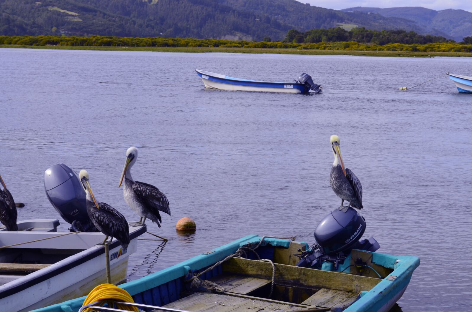 Nikon D5100 sample photo. Ave, pelican photography