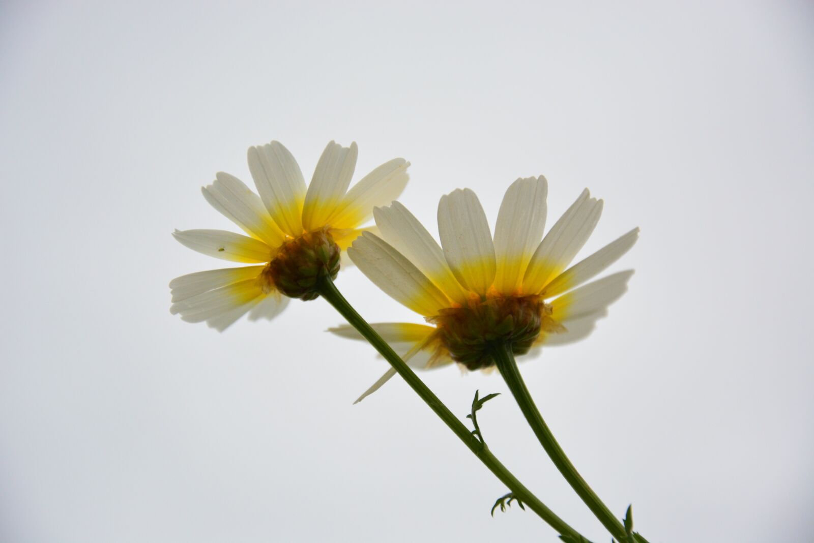 Nikon D5200 sample photo. Margaritas, sky, flowers photography