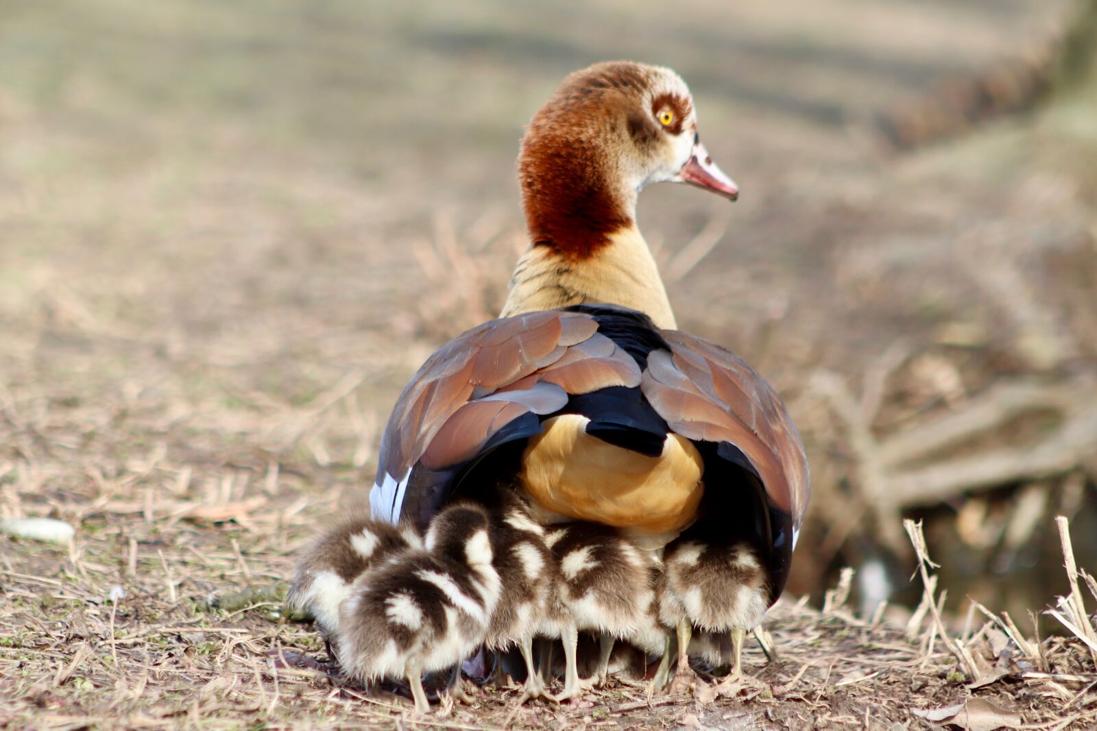 Canon EOS 800D (EOS Rebel T7i / EOS Kiss X9i) sample photo. Chicks, goslings, young photography