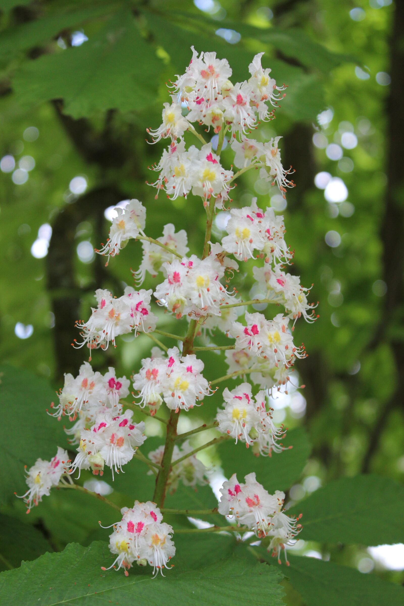 Canon EOS 550D (EOS Rebel T2i / EOS Kiss X4) sample photo. Chestnut, blossom, bloom photography