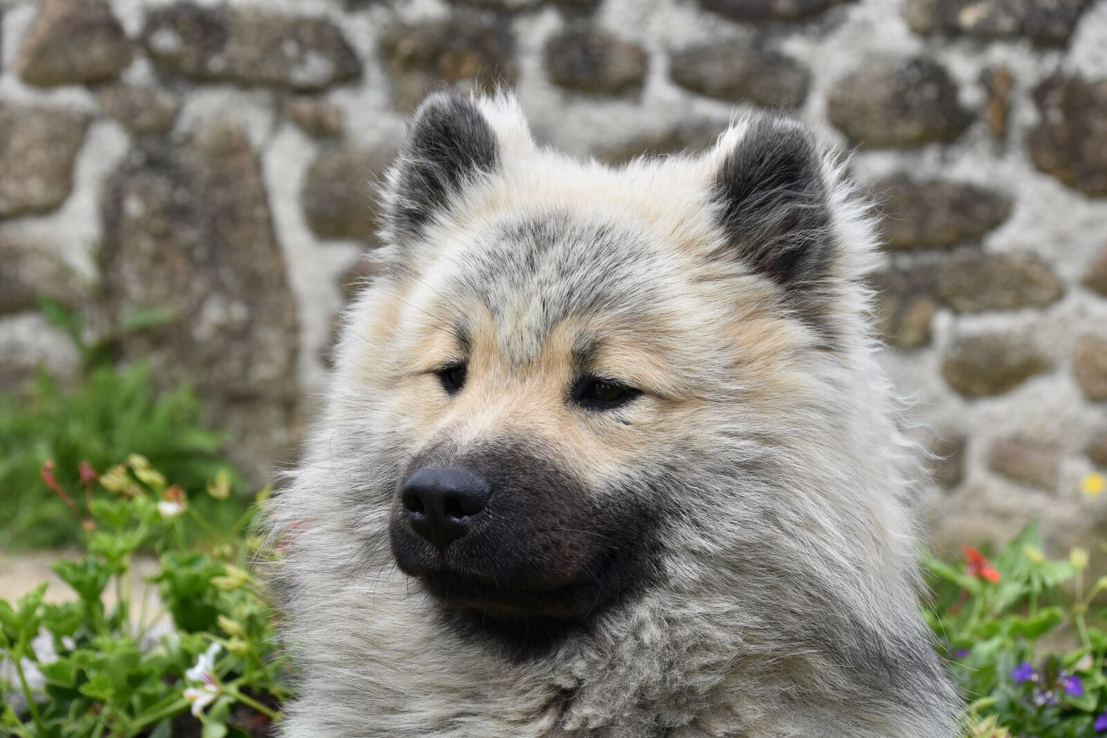 Nikon D5600 sample photo. Dog, dog eurasier, pup photography