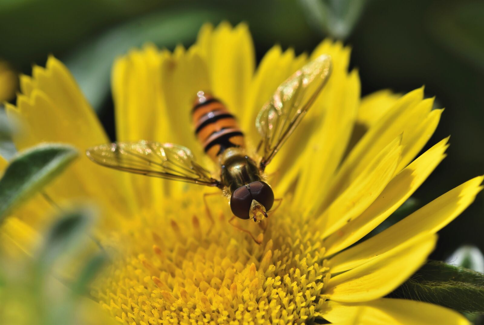 Nikon D7200 sample photo. Hover fly, fly, compound photography