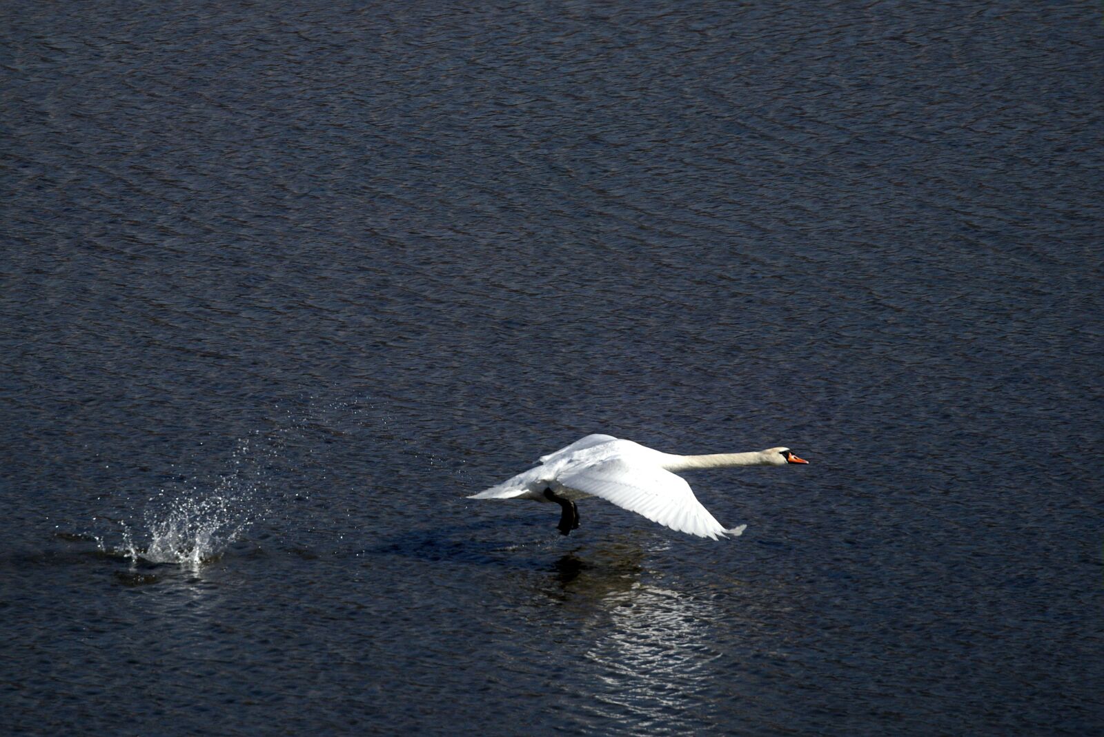 Canon EOS M5 sample photo. Bird, swan, water photography