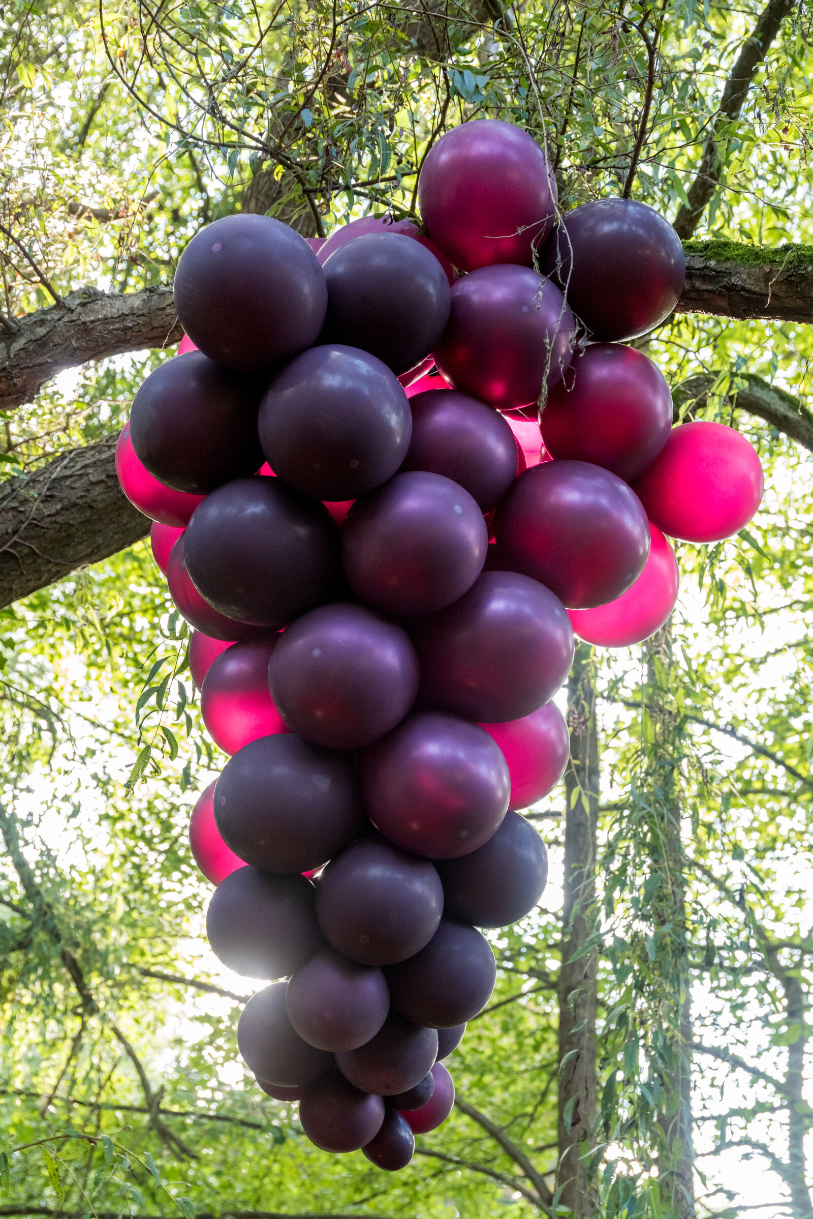 Nikon D810 sample photo. Balloons, giant, grape, grape photography