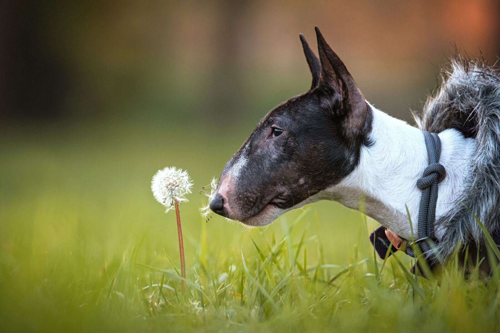 Nikon D750 sample photo. Dog, puppy, miniature bull photography
