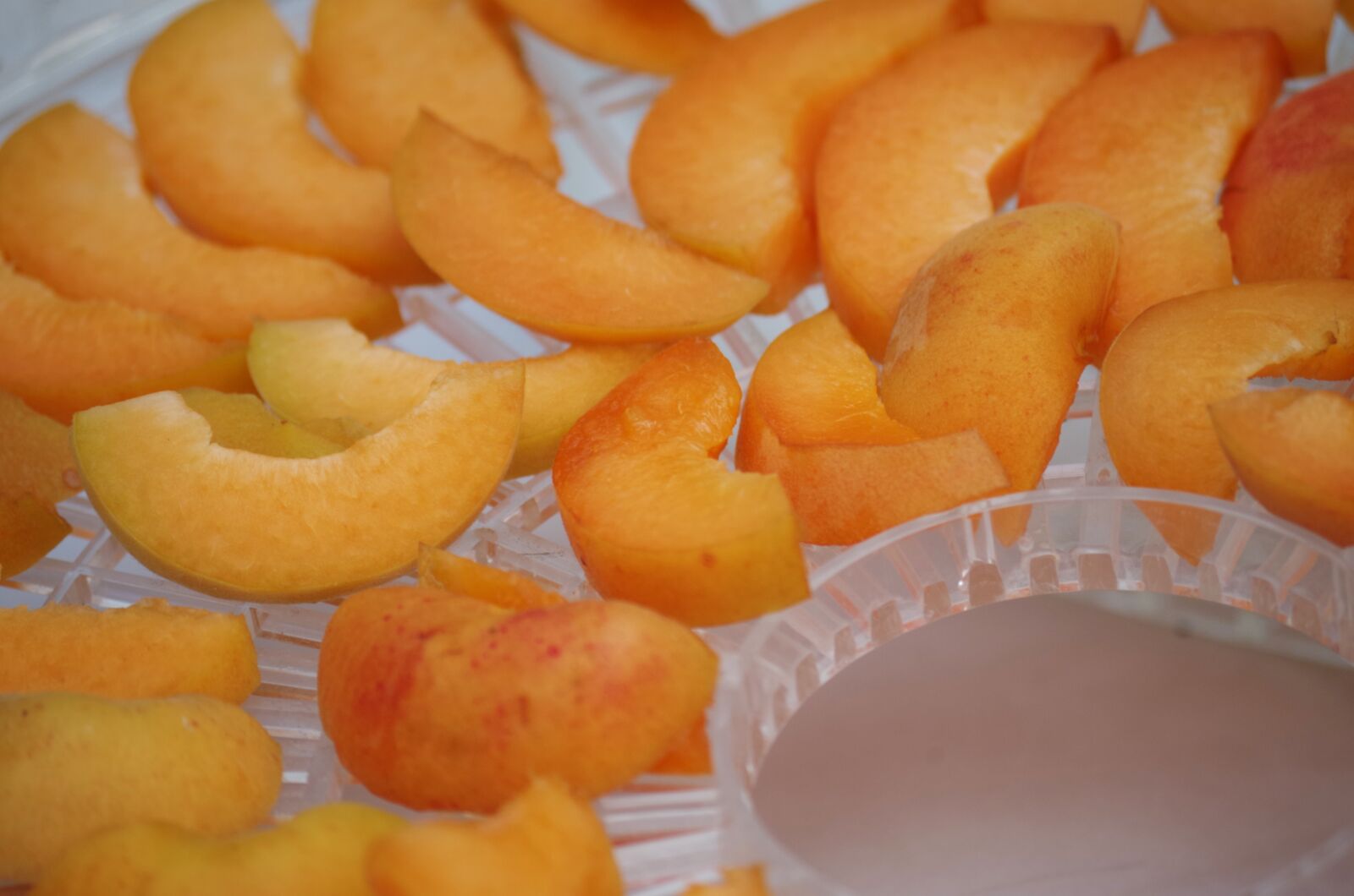 Pentax K-500 sample photo. Apricots, fruit, orange photography
