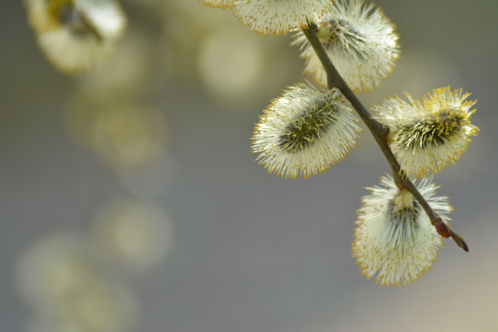 Nikon D5200 sample photo. Buds, spring, natural photography