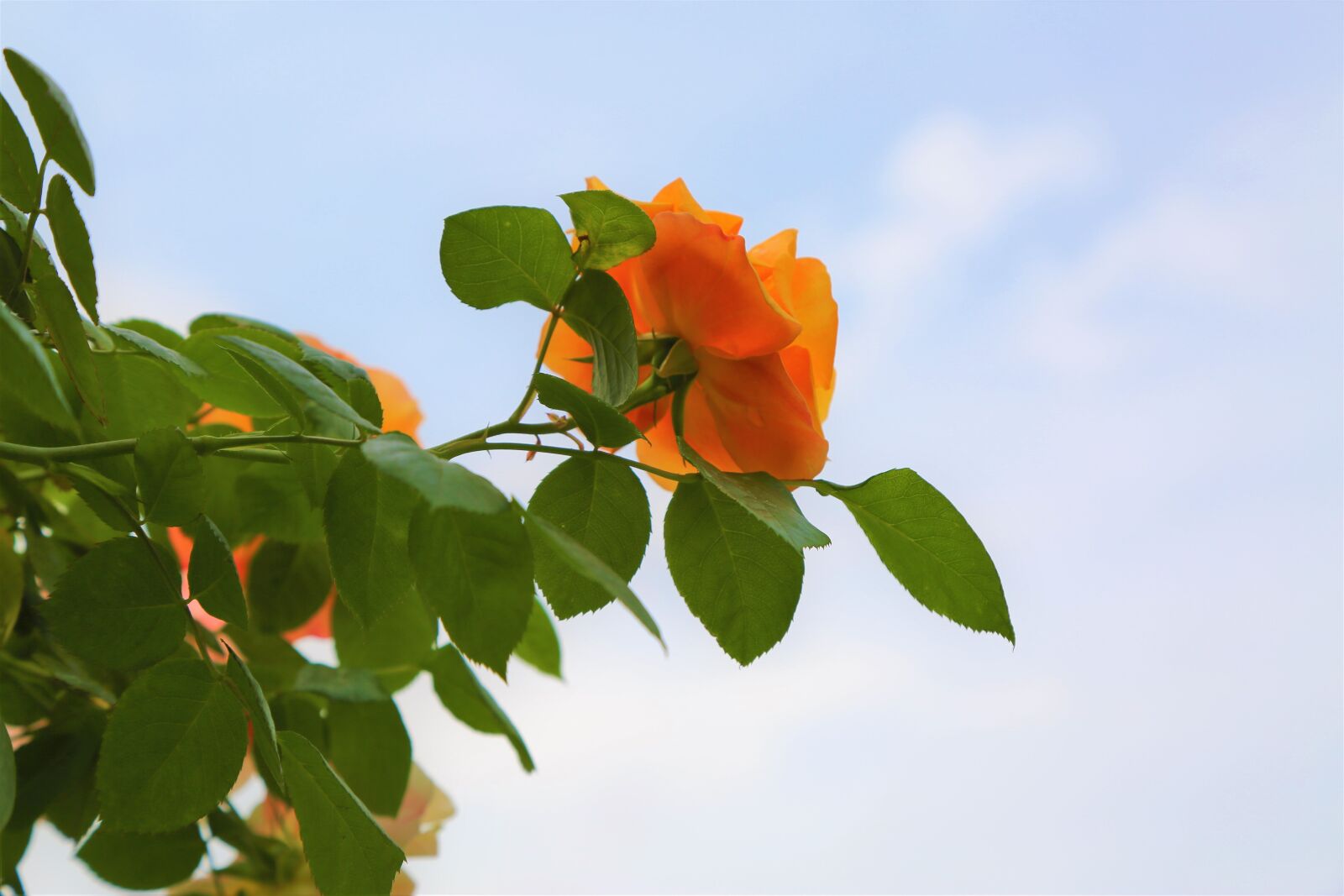 Canon EOS 5D Mark III sample photo. Rose, nature, love photography