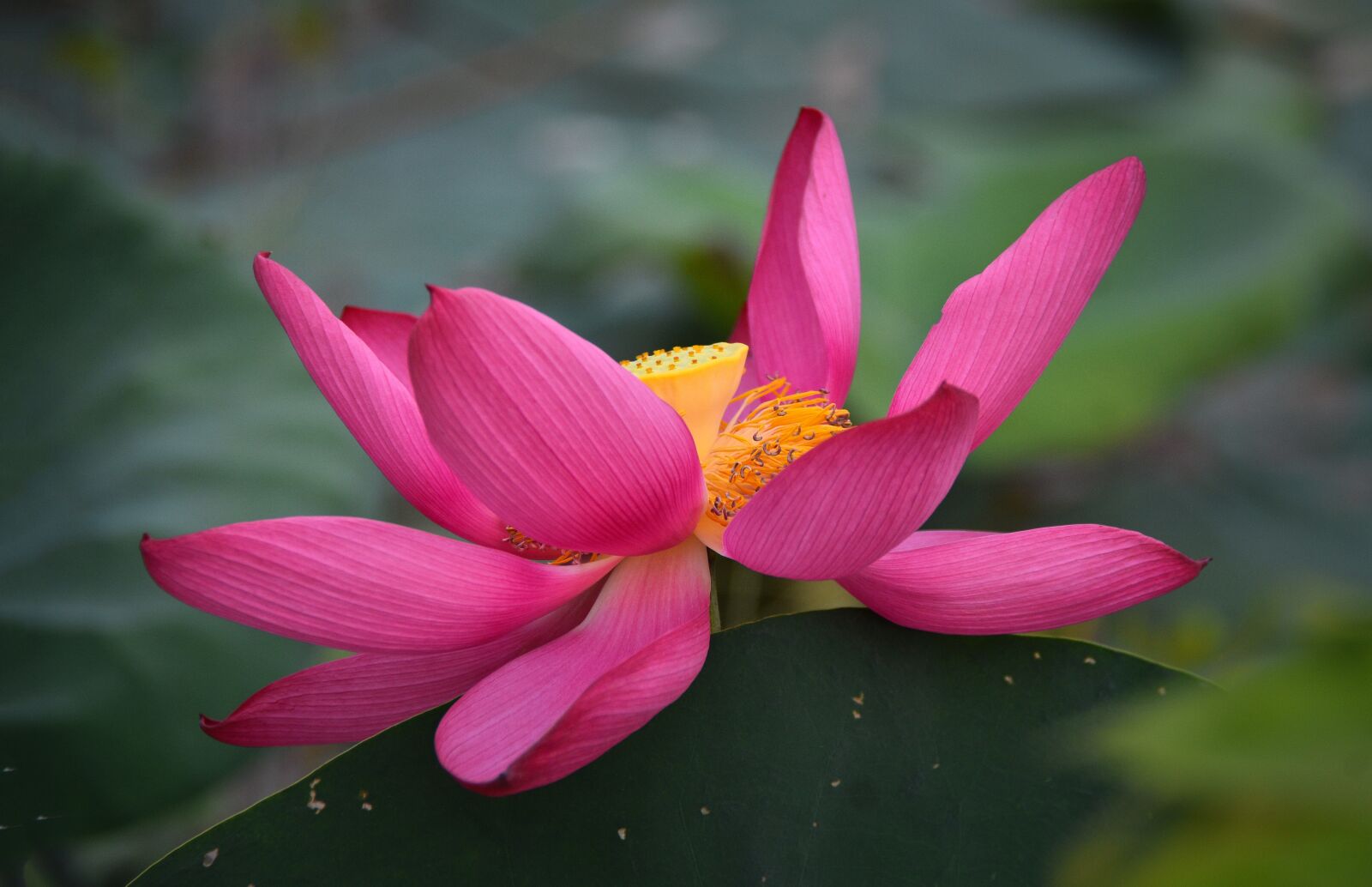 Nikon D7200 sample photo. Flower, lotus plant, lotus photography
