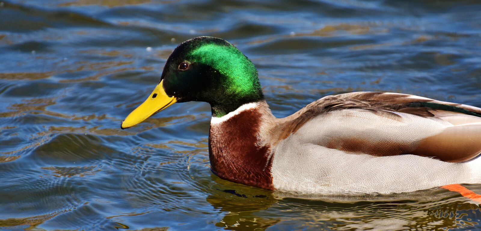 Nikon D7200 sample photo. Duck, mallard, drake photography