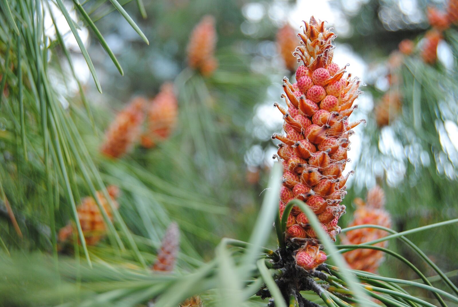 Nikon D3000 sample photo. Nature, flower, color photography