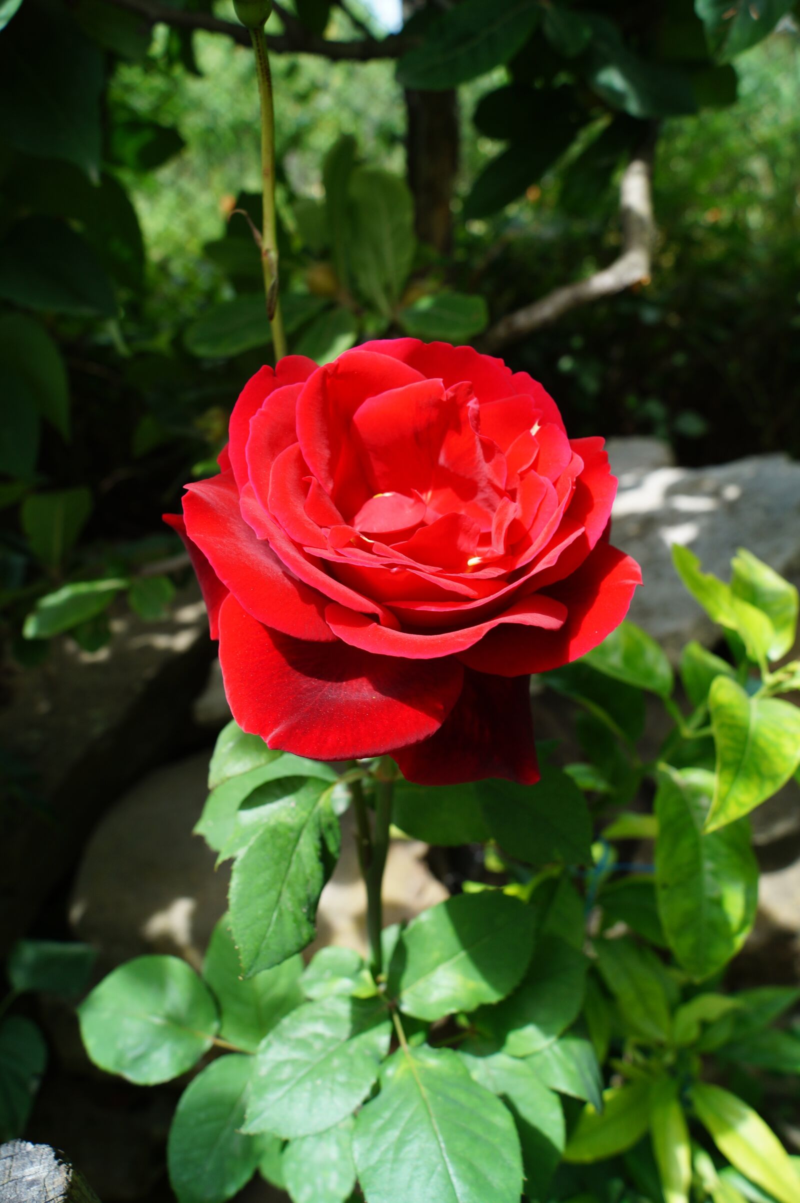 Sony DT 18-55mm F3.5-5.6 SAM II sample photo. Red rose, spring, summer photography