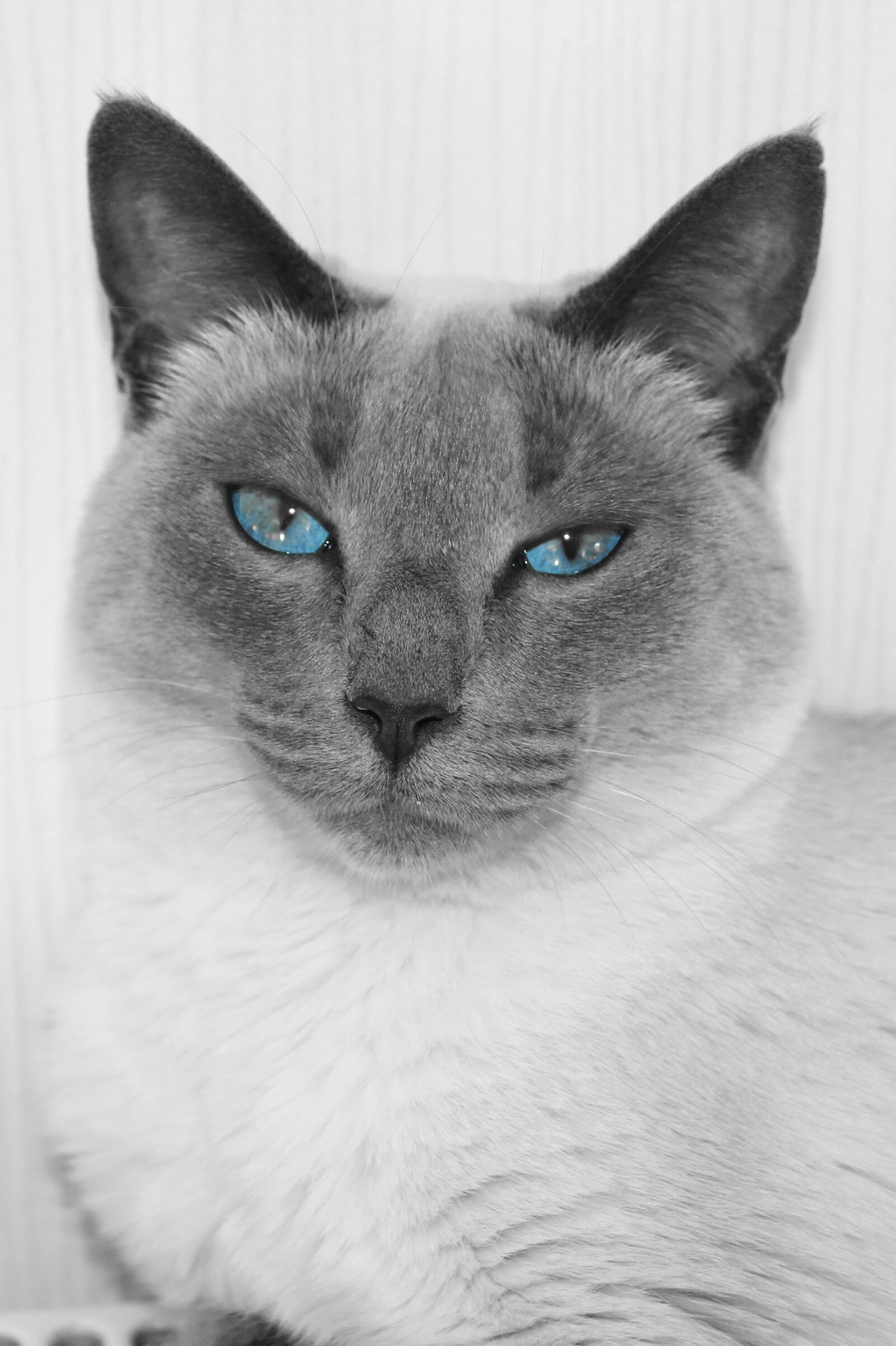 Canon EOS 550D (EOS Rebel T2i / EOS Kiss X4) sample photo. Cat, cute, mammal photography