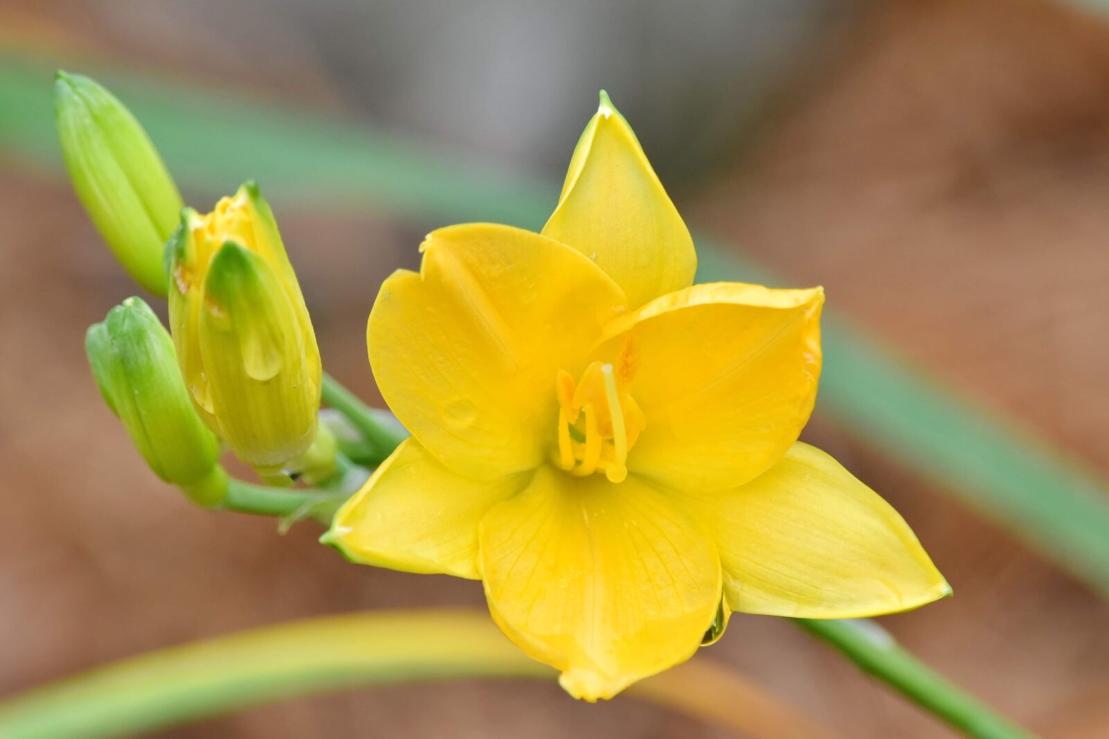 Nikon D5500 sample photo. Details, narcissus, yellow, nature photography
