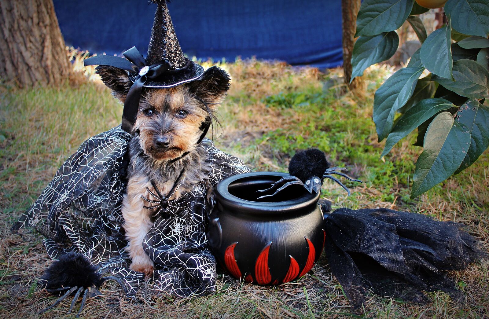 Canon EOS 600D (Rebel EOS T3i / EOS Kiss X5) sample photo. Halloween, yorkie, dog photography
