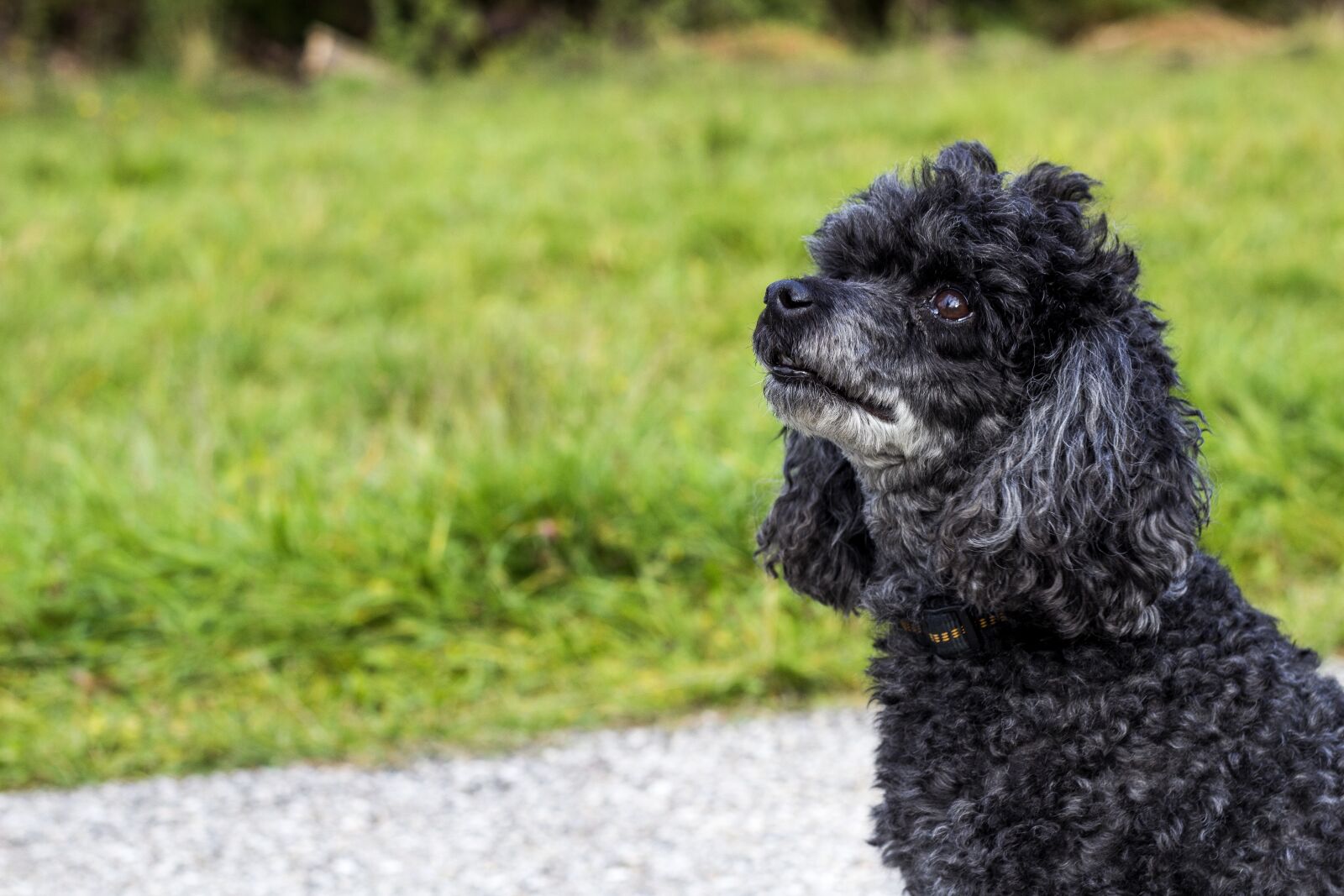 Canon EOS 600D (Rebel EOS T3i / EOS Kiss X5) + Canon EF 50mm F1.8 II sample photo. Dog, doggy, hunting dog photography