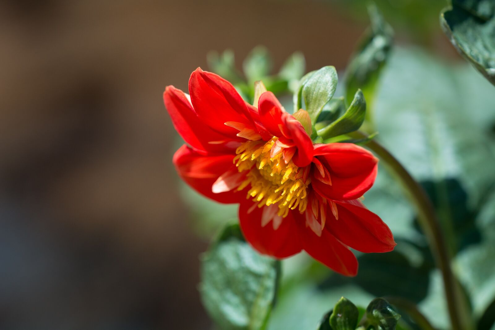 Nikon D7100 sample photo. Blossom, bloom, flower photography