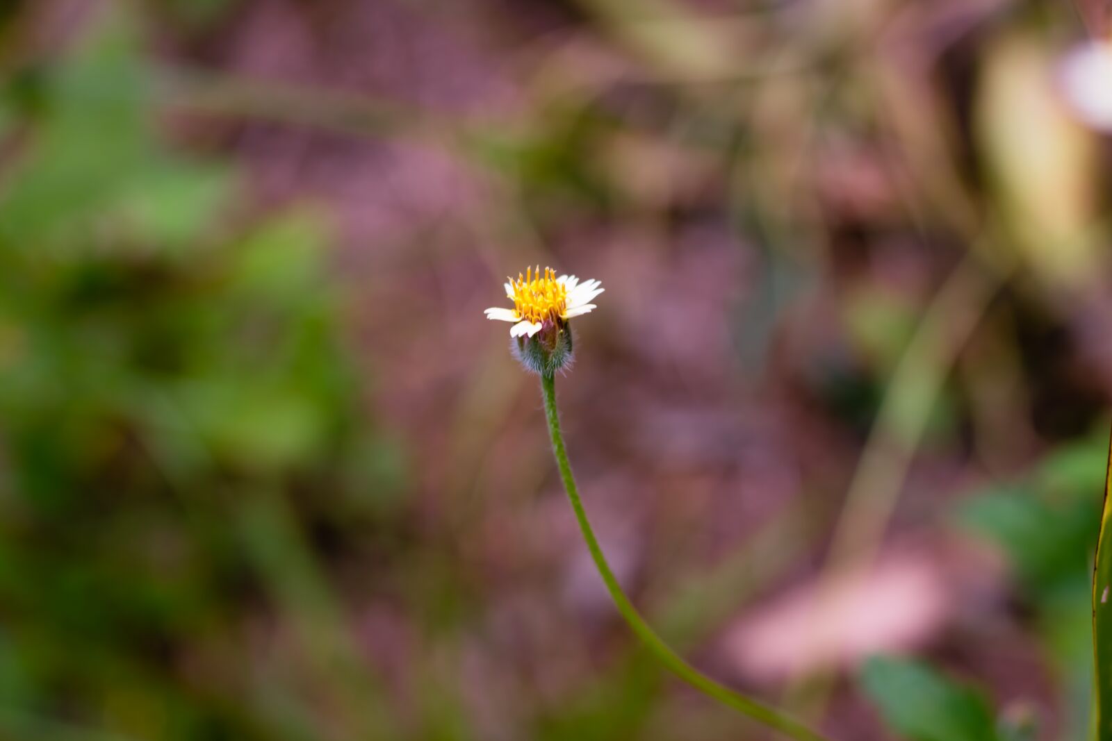 Canon EOS 700D (EOS Rebel T5i / EOS Kiss X7i) + Canon EF 50mm F1.8 STM sample photo. Flowering grass, plant, flowers photography