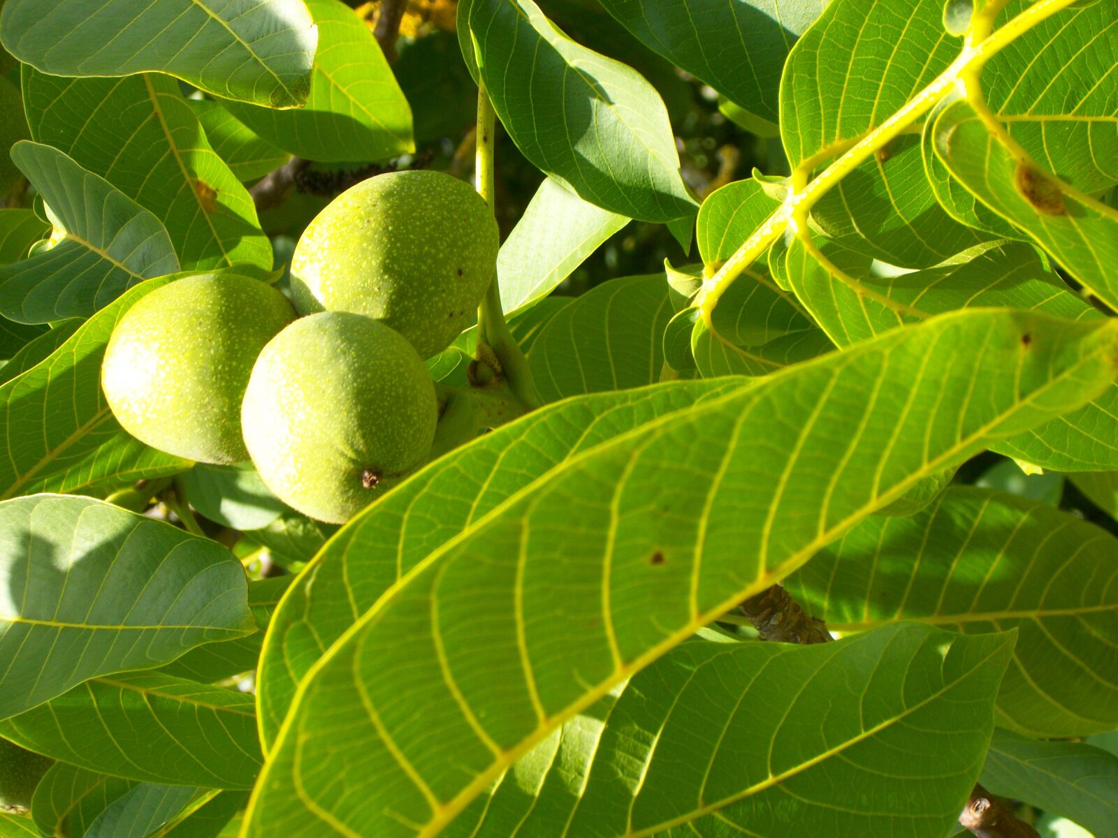 Pentax Optio M85 sample photo. Nuts, green, tree photography