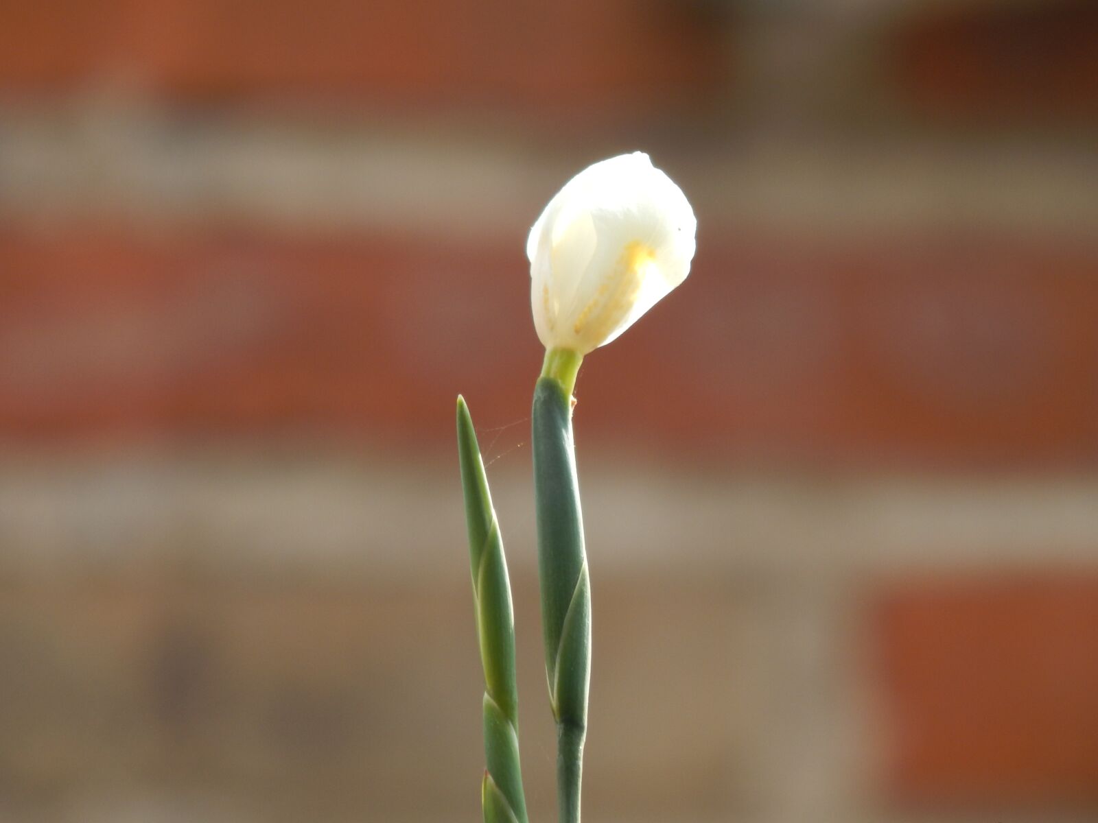 Nikon Coolpix L820 sample photo. Flower, nature, garden photography