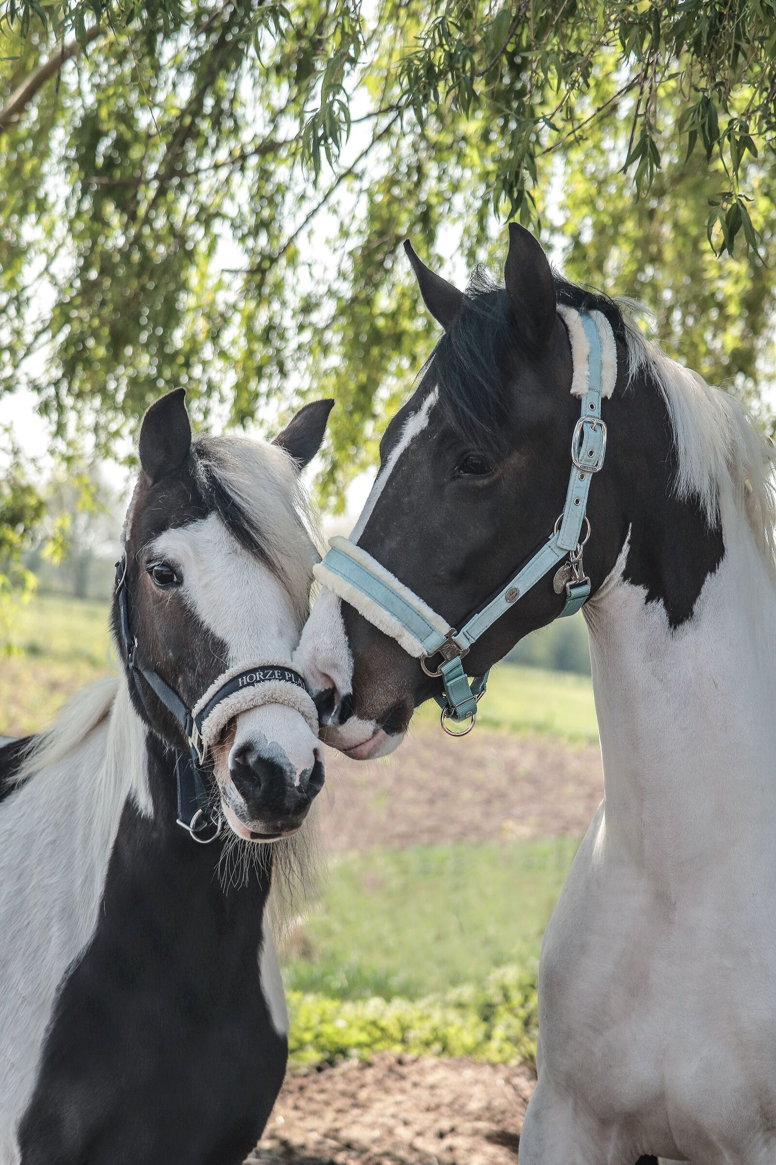 Canon EOS 800D (EOS Rebel T7i / EOS Kiss X9i) sample photo. Horses, couple, cute photography