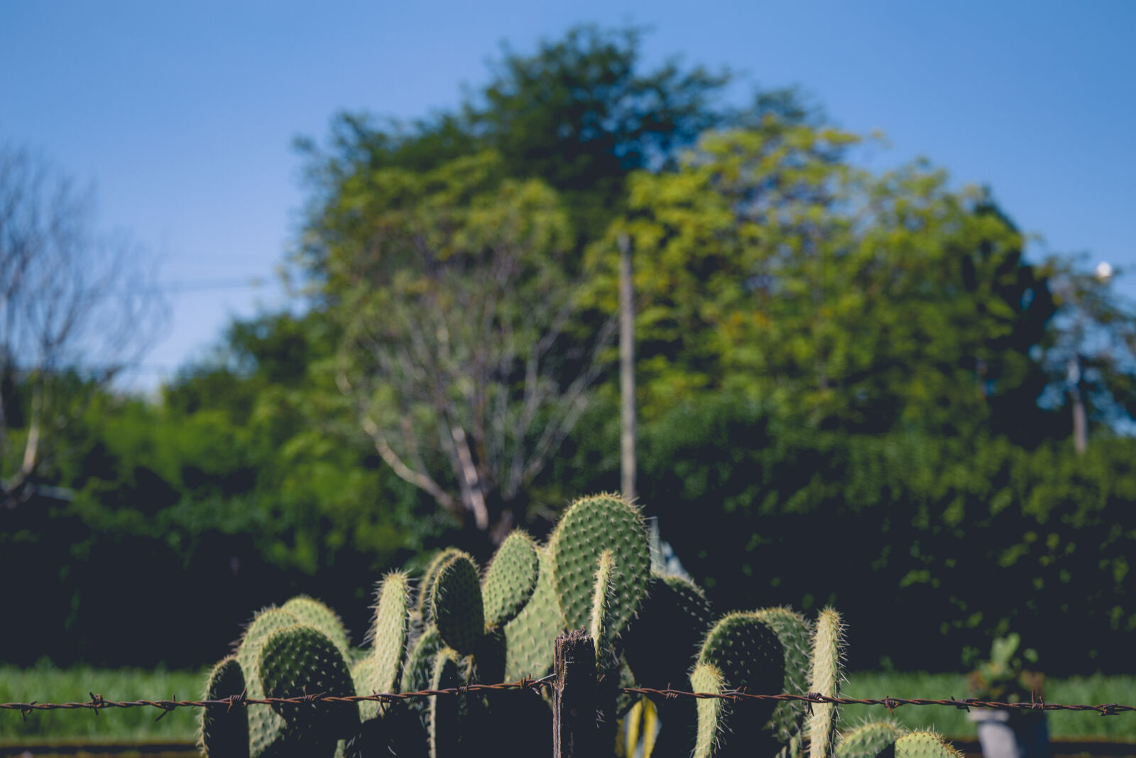 Canon EF 24-105mm F3.5-5.6 IS STM sample photo. Cactus, cactus, garden, cactus photography