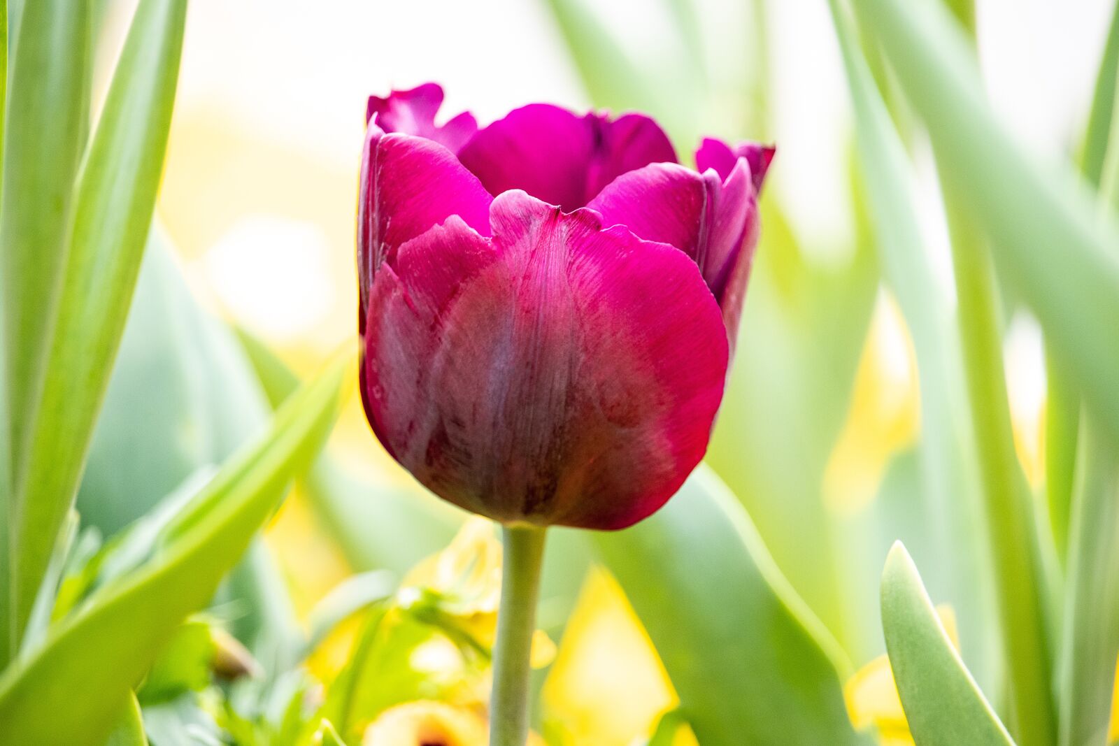 Canon EOS 80D sample photo. Tulip, flower, plant photography