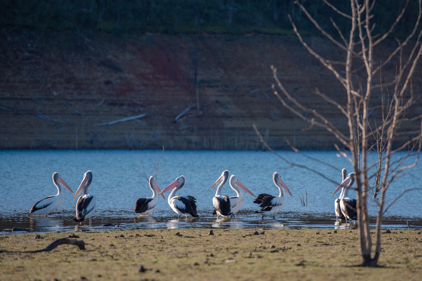 Nikon D750 sample photo. Pelican, lake, nature photography