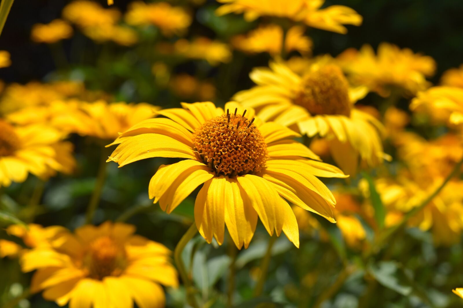Nikon D7200 sample photo. Flowers, yellow, blossom photography