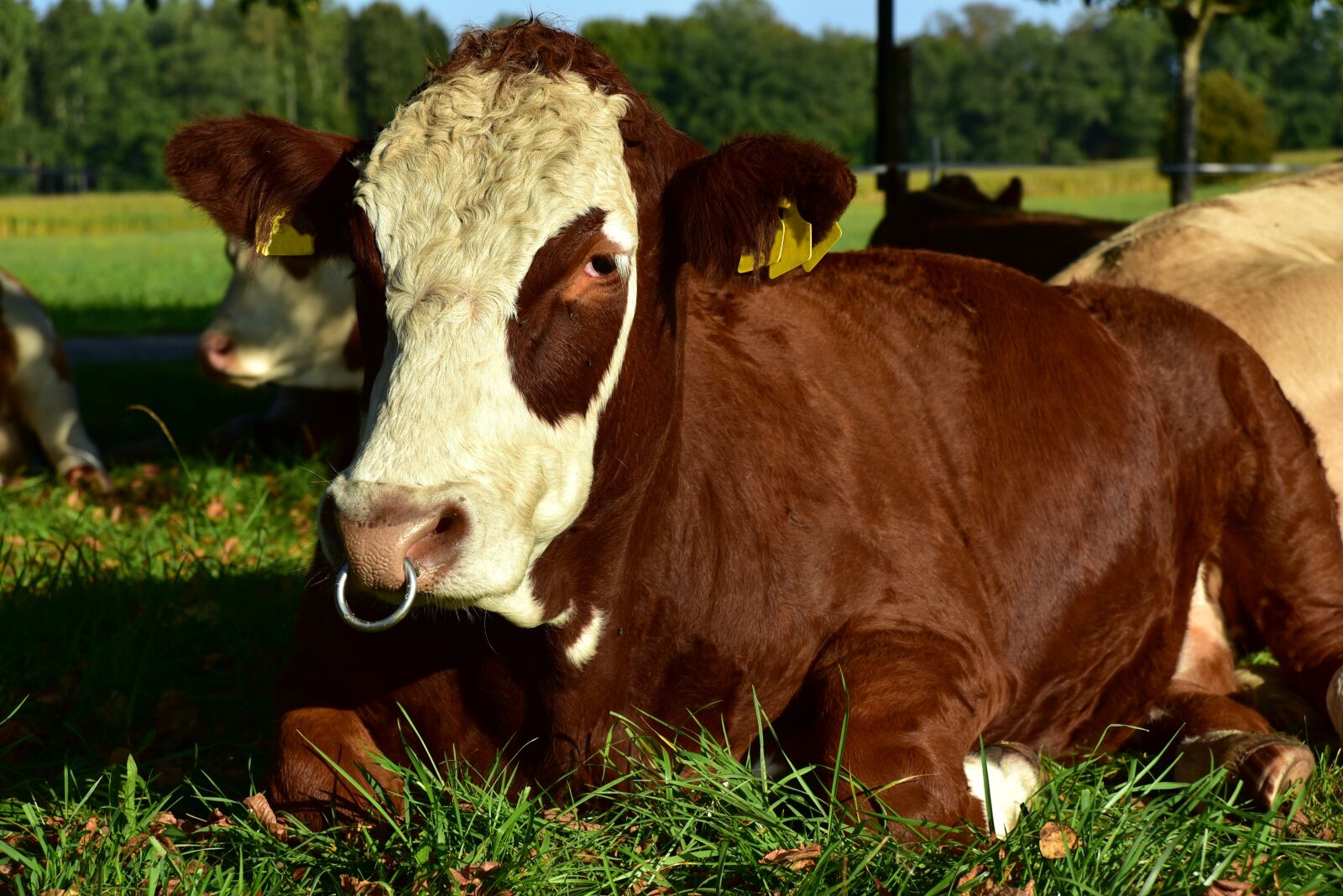 Nikon D750 sample photo. Bull, beef, agriculture photography