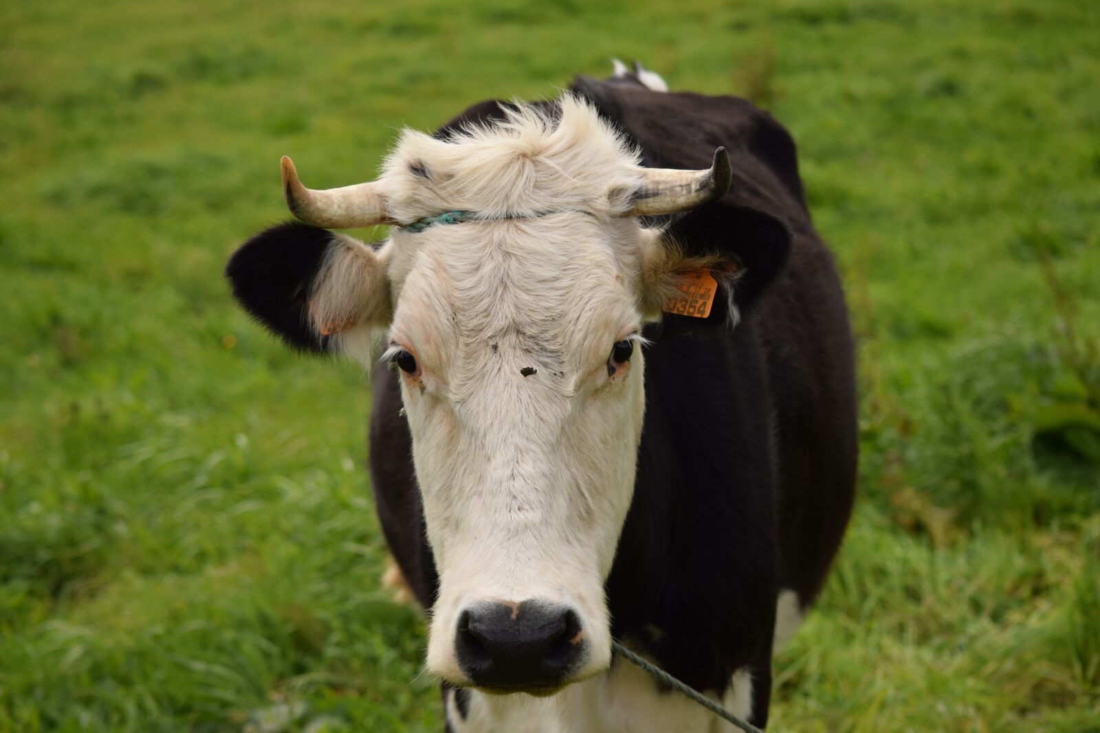 Nikon D3300 sample photo. Cow, livestock, cattle photography