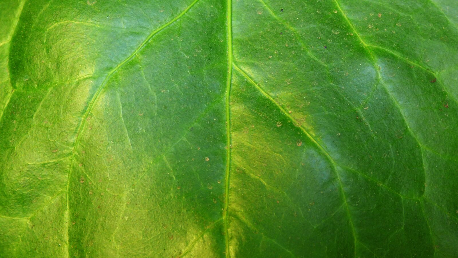 Panasonic Lumix DMC-FZ70 sample photo. Leaf, green leaf, veins photography