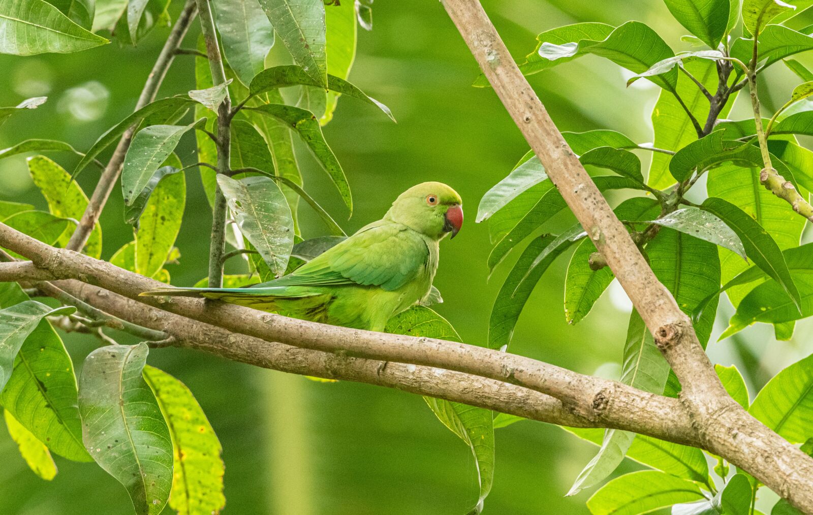 Nikon D850 sample photo. Parrot, branch, green photography