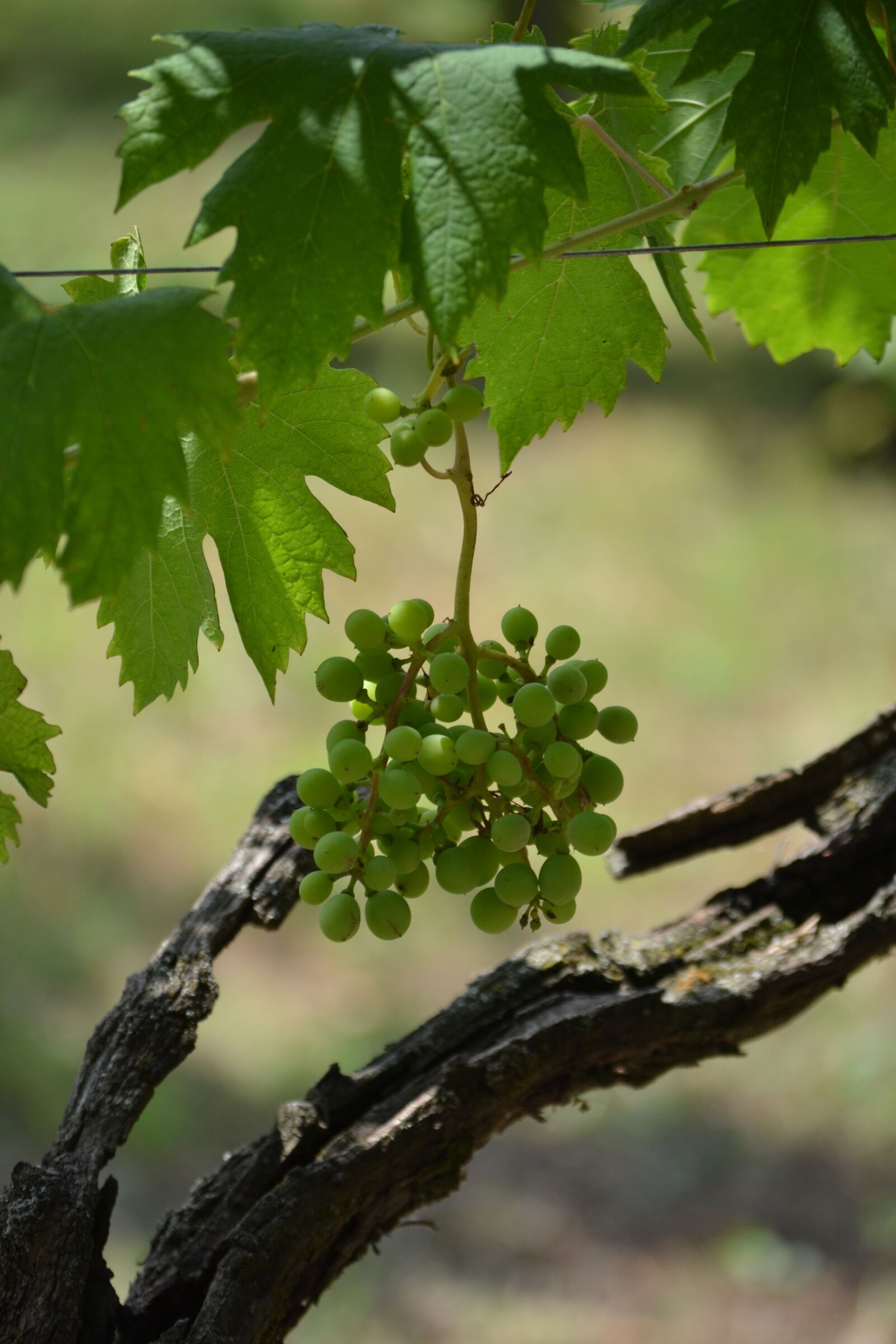 Nikon D3100 sample photo. Grape, tree, italy photography