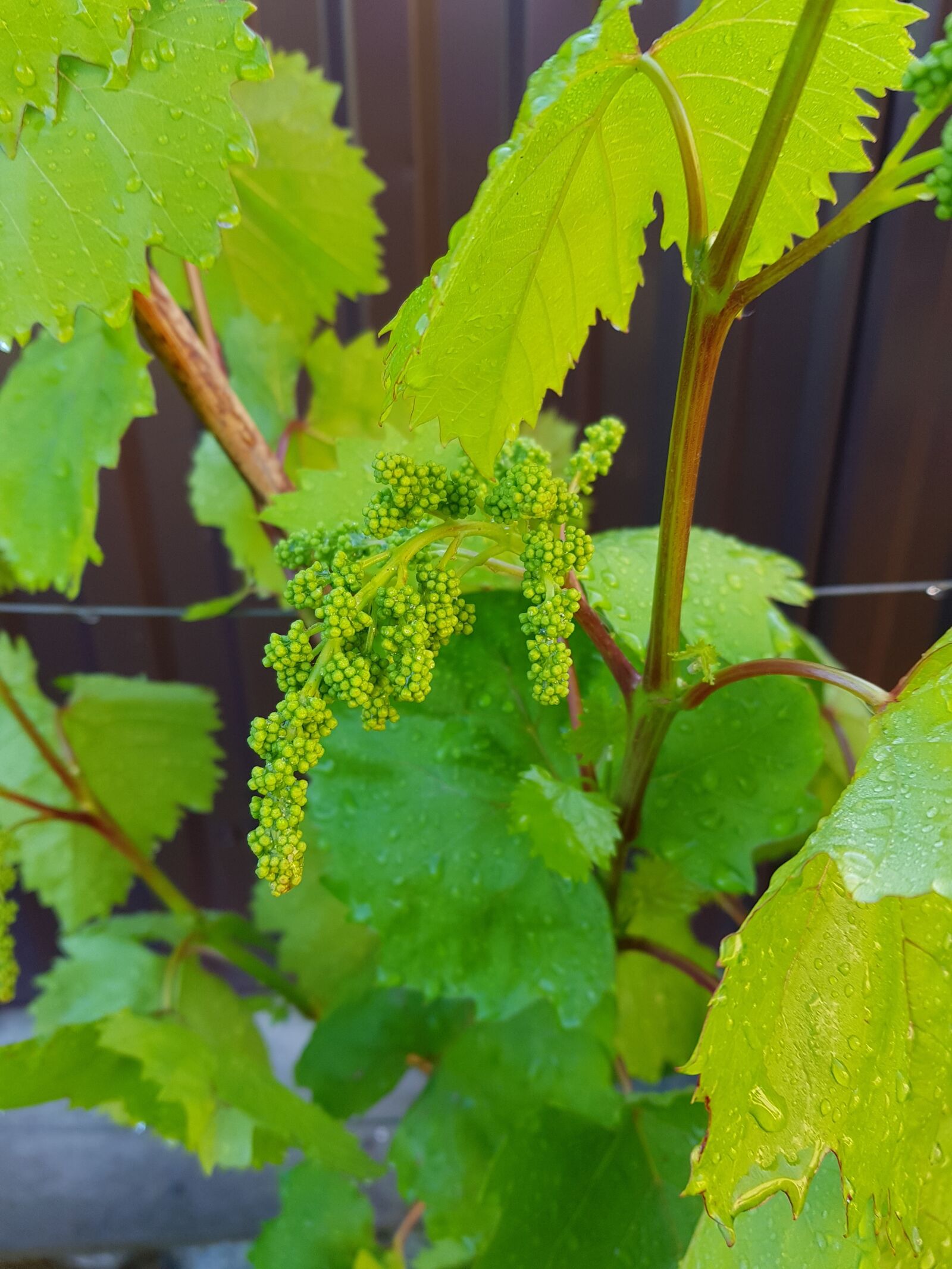 Samsung Galaxy S8 sample photo. Sheet, nature, plant photography
