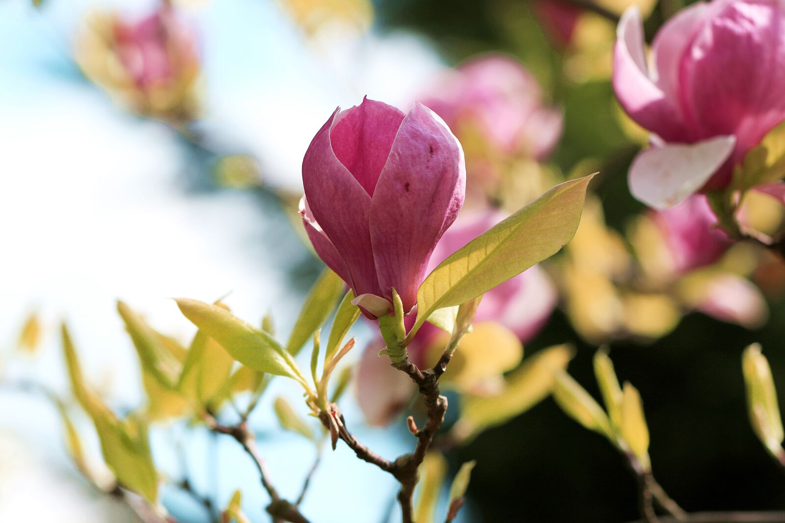Canon EOS 7D Mark II sample photo. Magnolia, bud of magnolia photography