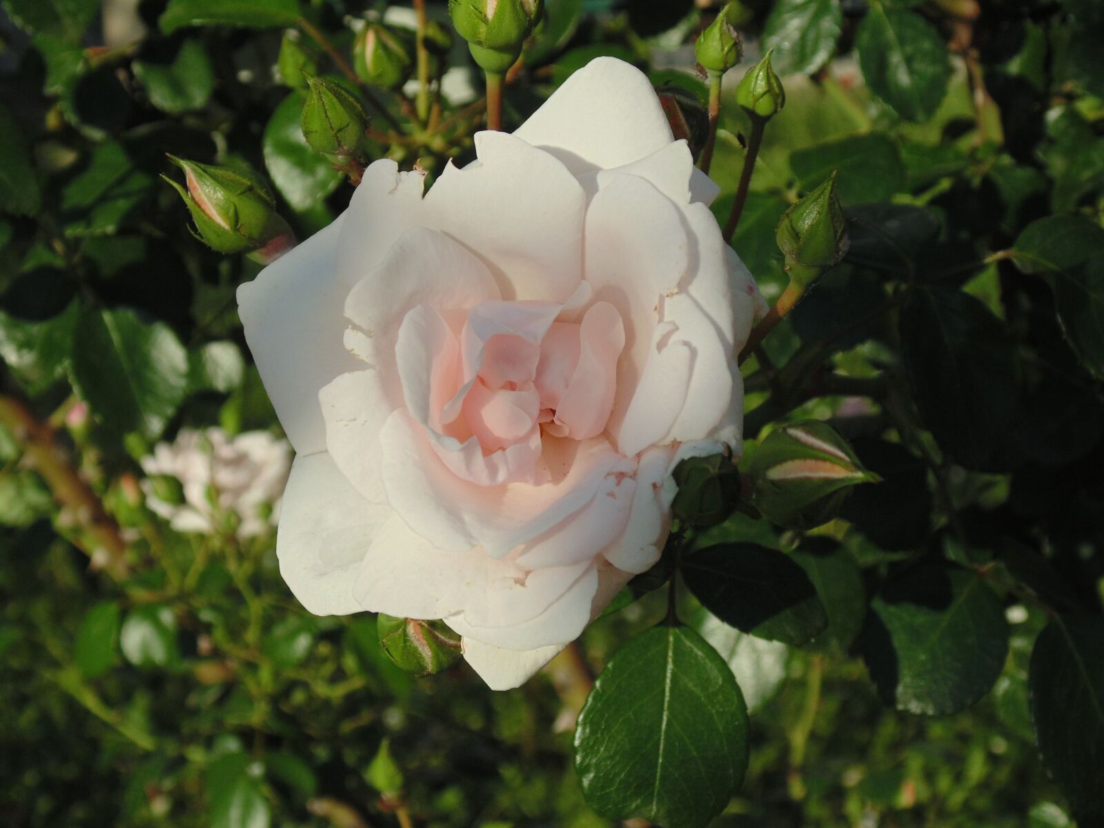Sony Cyber-shot DSC-H200 sample photo. Rose, white, white rose photography