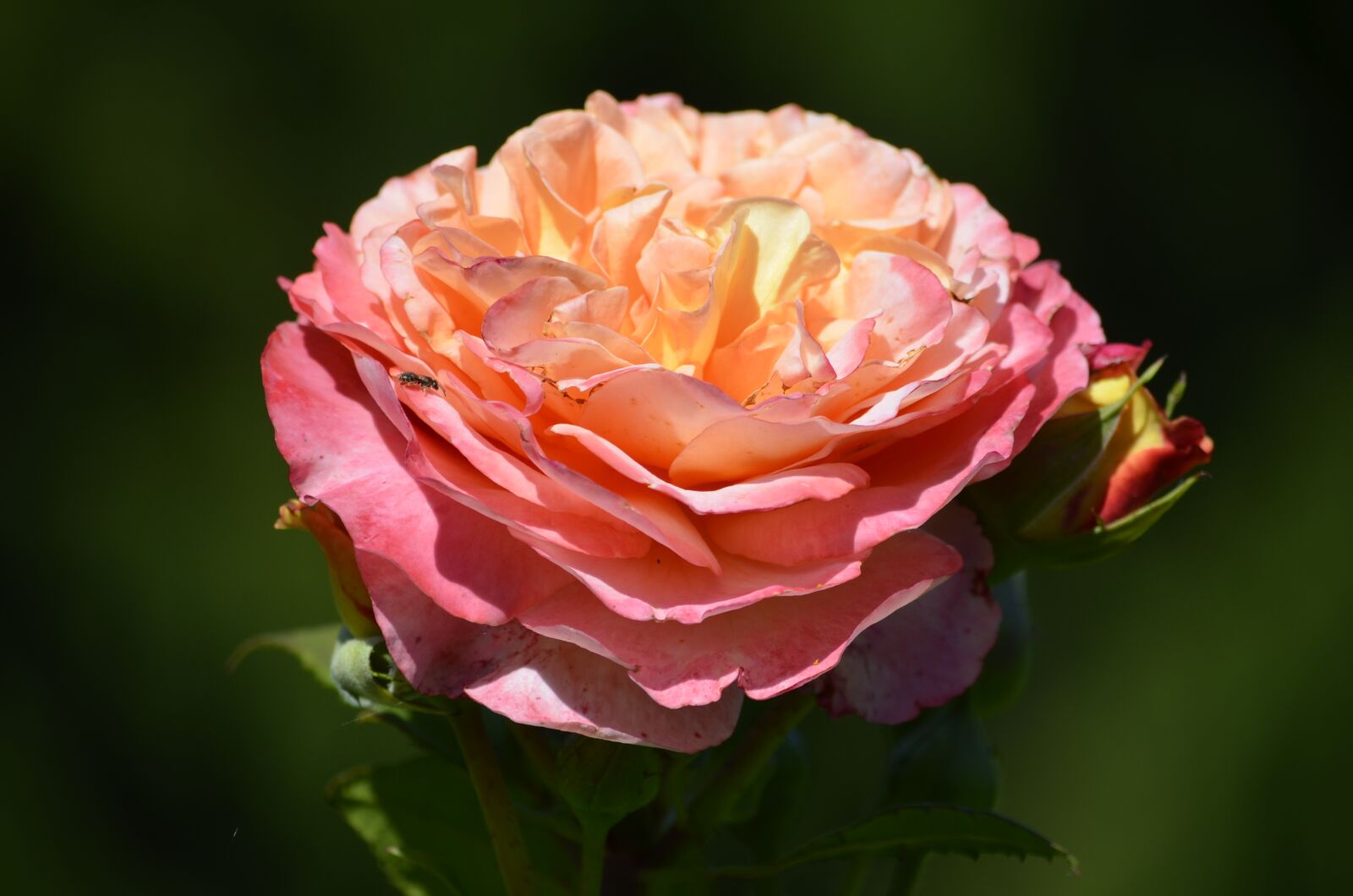 Nikon D5100 sample photo. Roses, pink, romantic photography