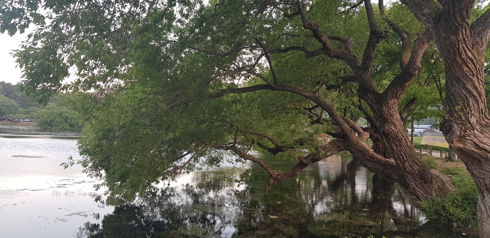 Samsung Galaxy S8 sample photo. For many, wheat for photography