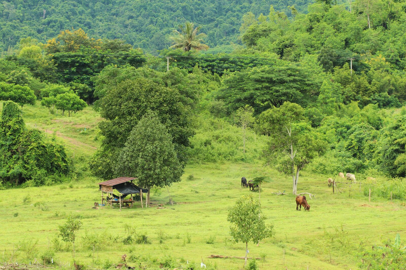 Canon EOS 600D (Rebel EOS T3i / EOS Kiss X5) + Canon EF 100mm F2.8 Macro USM sample photo. Cow, tree, nature photography