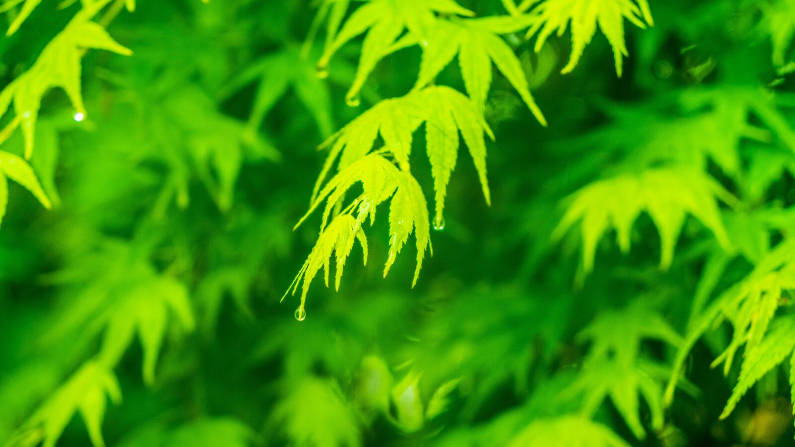 Sony a6300 sample photo. Green, leaf, spring photography